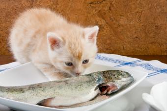 https://cf.ltkcdn.net/cats/cat-training-and-behavior/images/slide/321238-850x567-kitten-smelling-fish.jpg