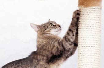 Domestic cat sharpening her claws