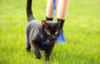 Cat Being Walked on Leash