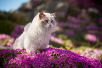 Ragdoll Cat in Pink Flowers