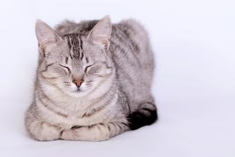 Cat sleeping in loaf position