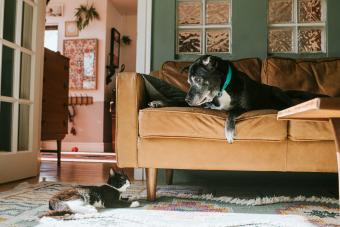 Curious dog on a sofa looks down at a kitten