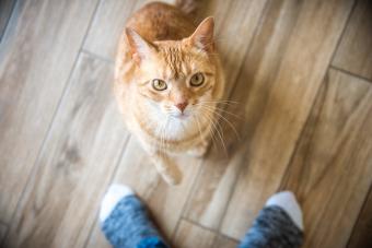 Cat between owner's feet looking up 