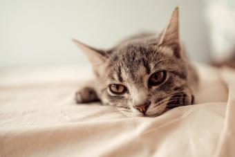 Tabby cat lies on the bed