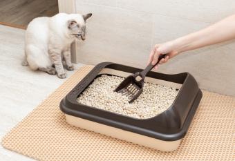 cat watching owner scoop litter