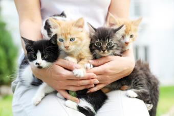 https://cf.ltkcdn.net/cats/cat-training-and-behavior/images/slide/338560-850x567-woman-holding-kittens-183384678.jpg