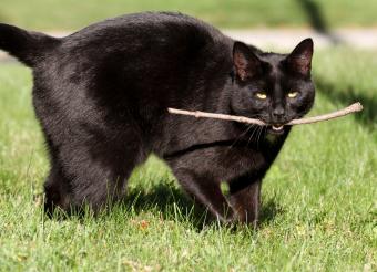 Cat playing fetch