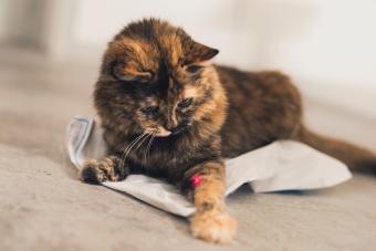 A tortoiseshell cat playing with a paper bag and laser pointer