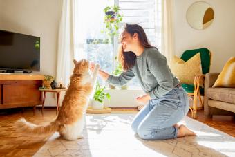 Woman training her cat at home.