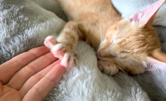 Orange tabby kitten reaching out to their person.