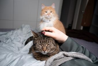 Cat getting a head rub from woman