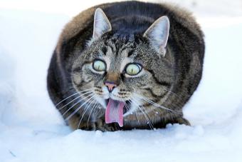 Funniest Cat Expressions & Hidden Feline Feelings, Revealed
