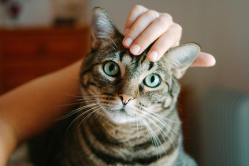 Male Cat Behavior Characteristics LoveToKnow Pets
