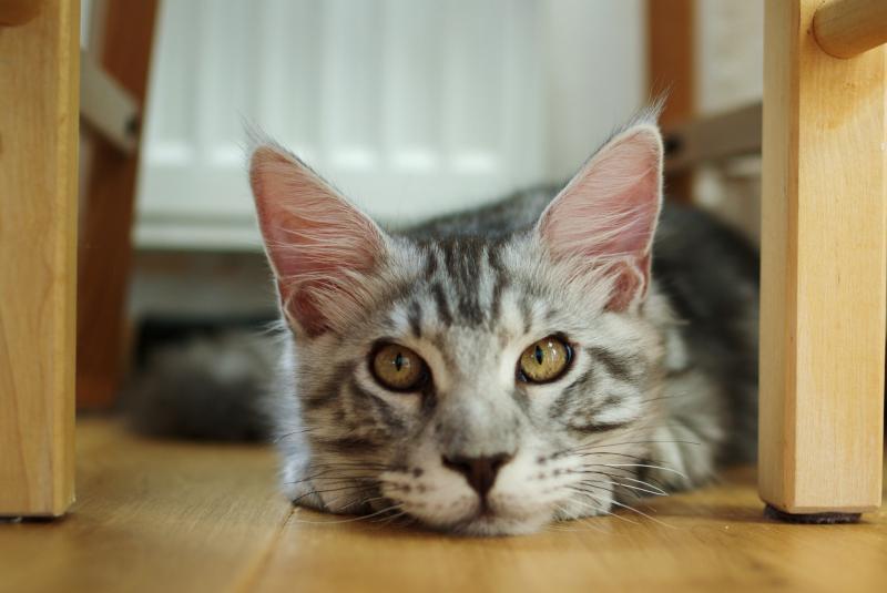 Do Cats Get Lonely? LoveToKnow Pets