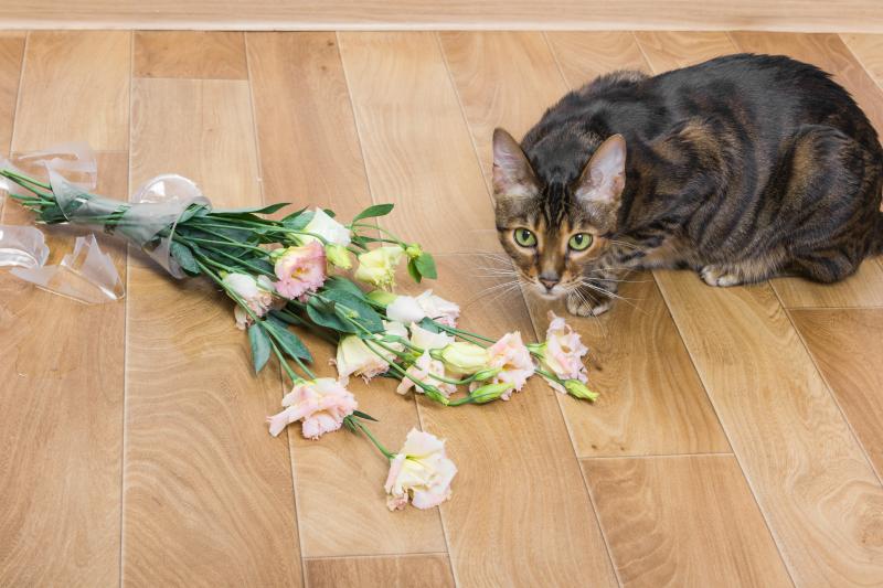 Why Do Cats Knock Things Over? Inside a Cat’s Mind LoveToKnow Pets