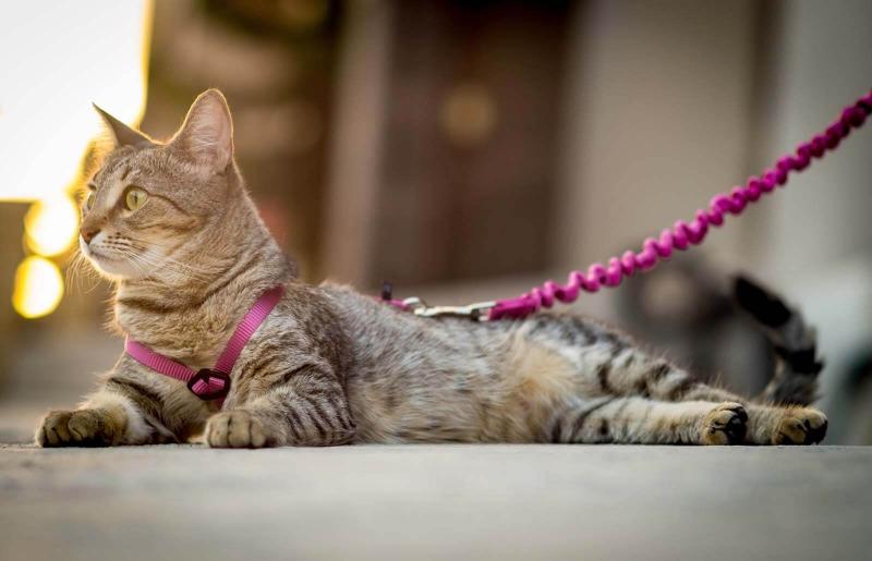 How to Leash Train Your Cat in Simple Steps LoveToKnow Pets
