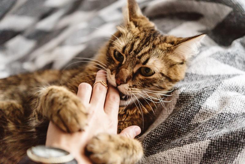 6 Reasons Why Cats Bite Their Owners and What To Do LoveToKnow Pets