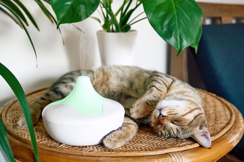 Cat Pheromones 101 How They Work to Help Your Cat Chill Out LoveToKnow Pets