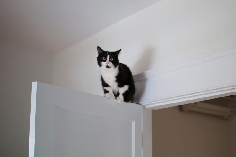 7 Simple Tricks to Stop Your Cats From Climbing on Everything