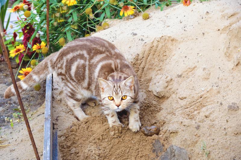 8 Easy Ways to Keep Cats Out of Your Kid’s Sandbox LoveToKnow Pets