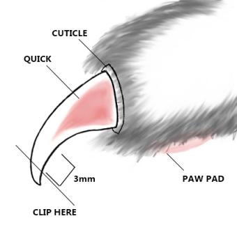 Claw Clipping Diagram