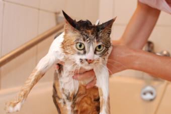 wet cat