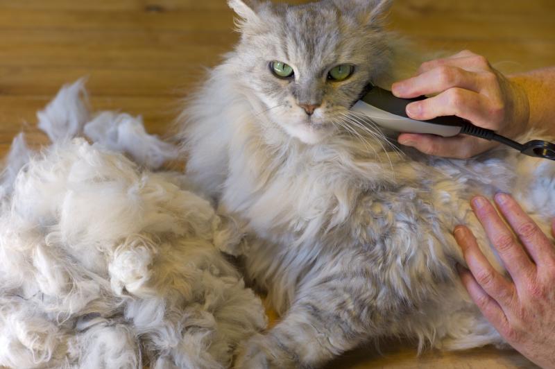 Important Dos & Don'ts for Getting Mats Out of Cat Fur LoveToKnow Pets