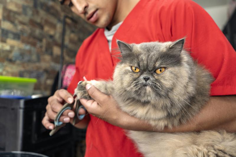 7 Steps to Groom Your LongHaired Cat & Cut Down on Mats LoveToKnow Pets