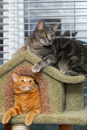 How To Build A Cat House Lovetoknow How To Build A Cat House