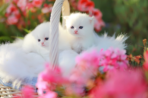 persian cat doll