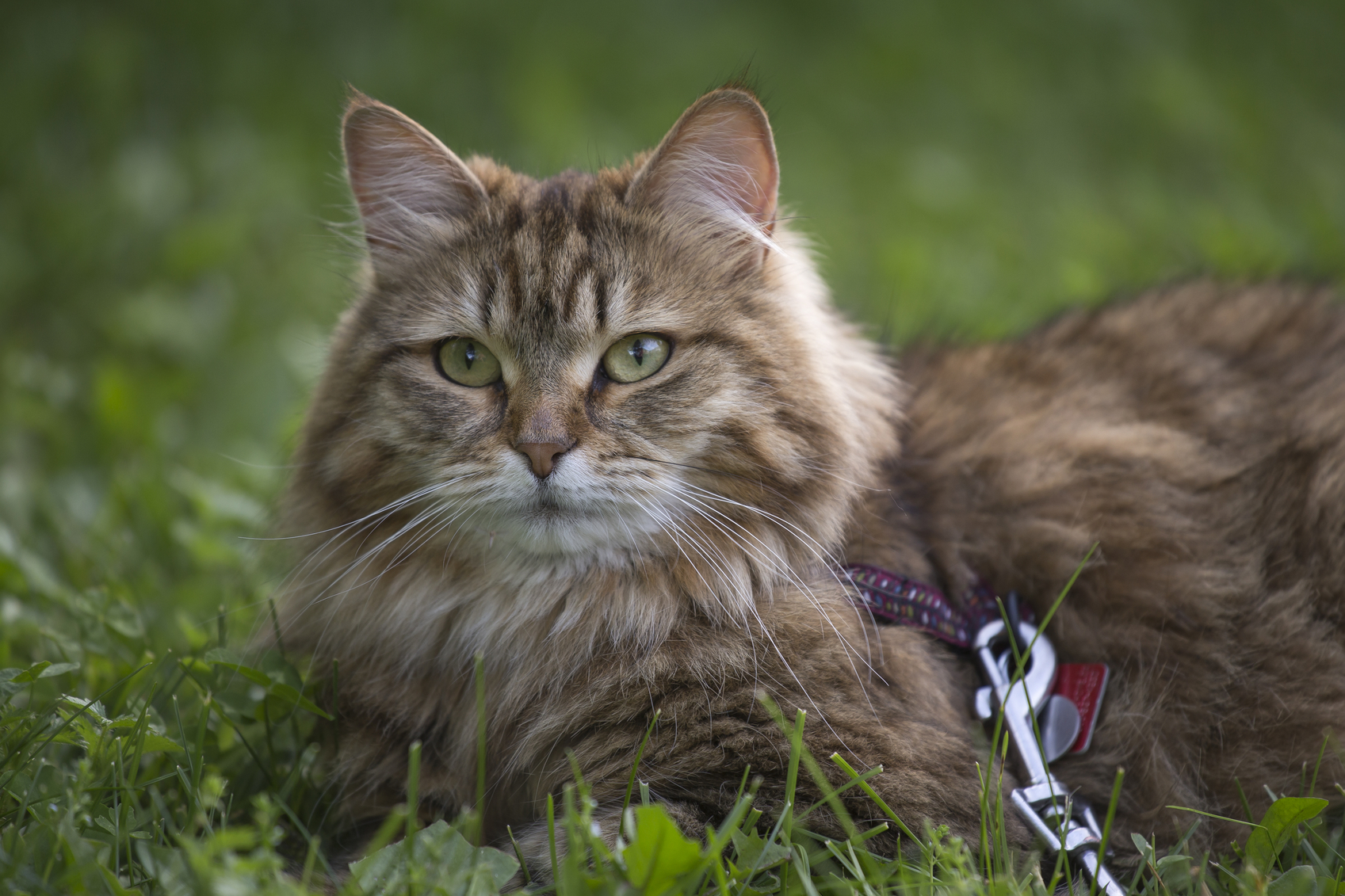 Finding a Siberian Cat to Rescue 