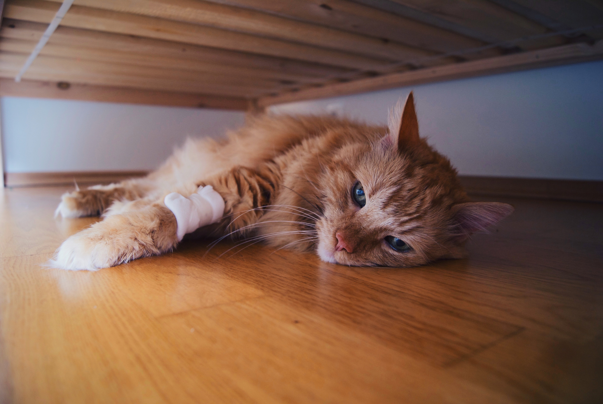 cat laboured breathing not eating