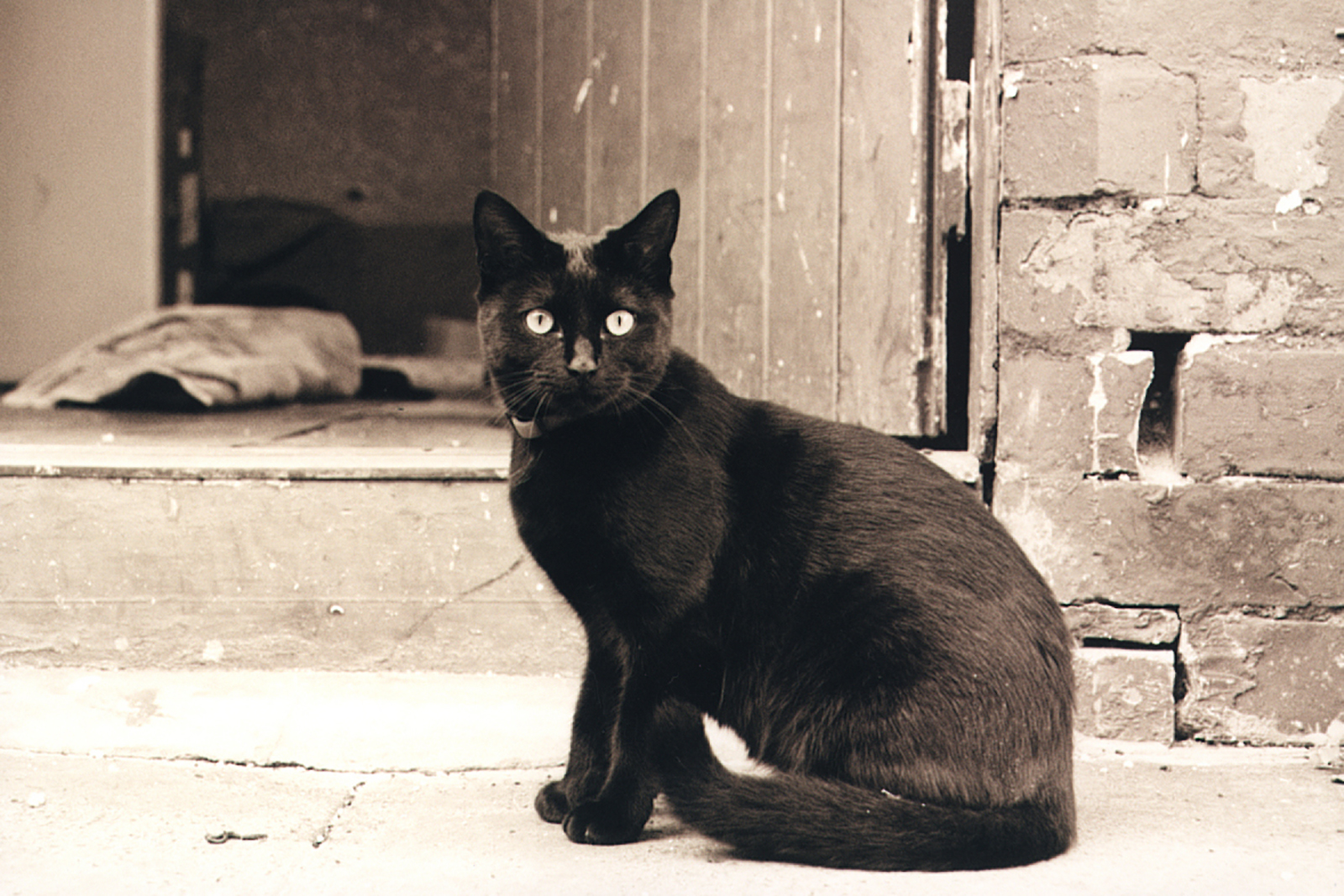 black cat with green eyes stuffed animal