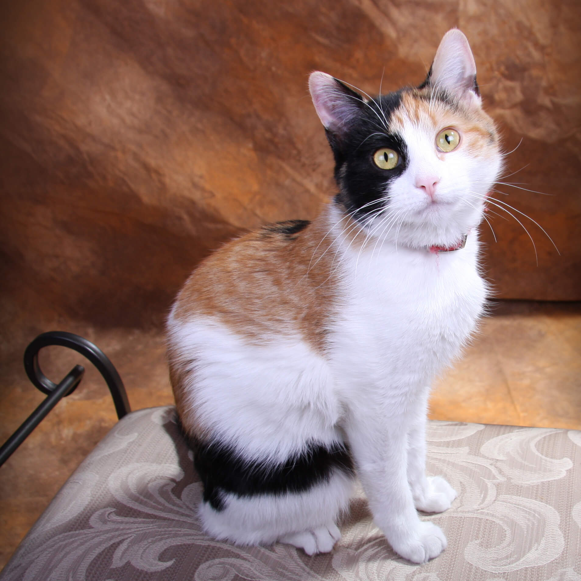 Inspiring Calico Cat Name Gallery LoveToKnow