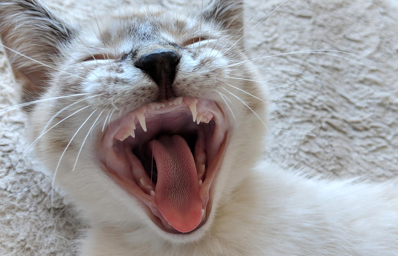 What Age Do Cats Stop Growing Teeth Damagingly Blogged Picture Galleries