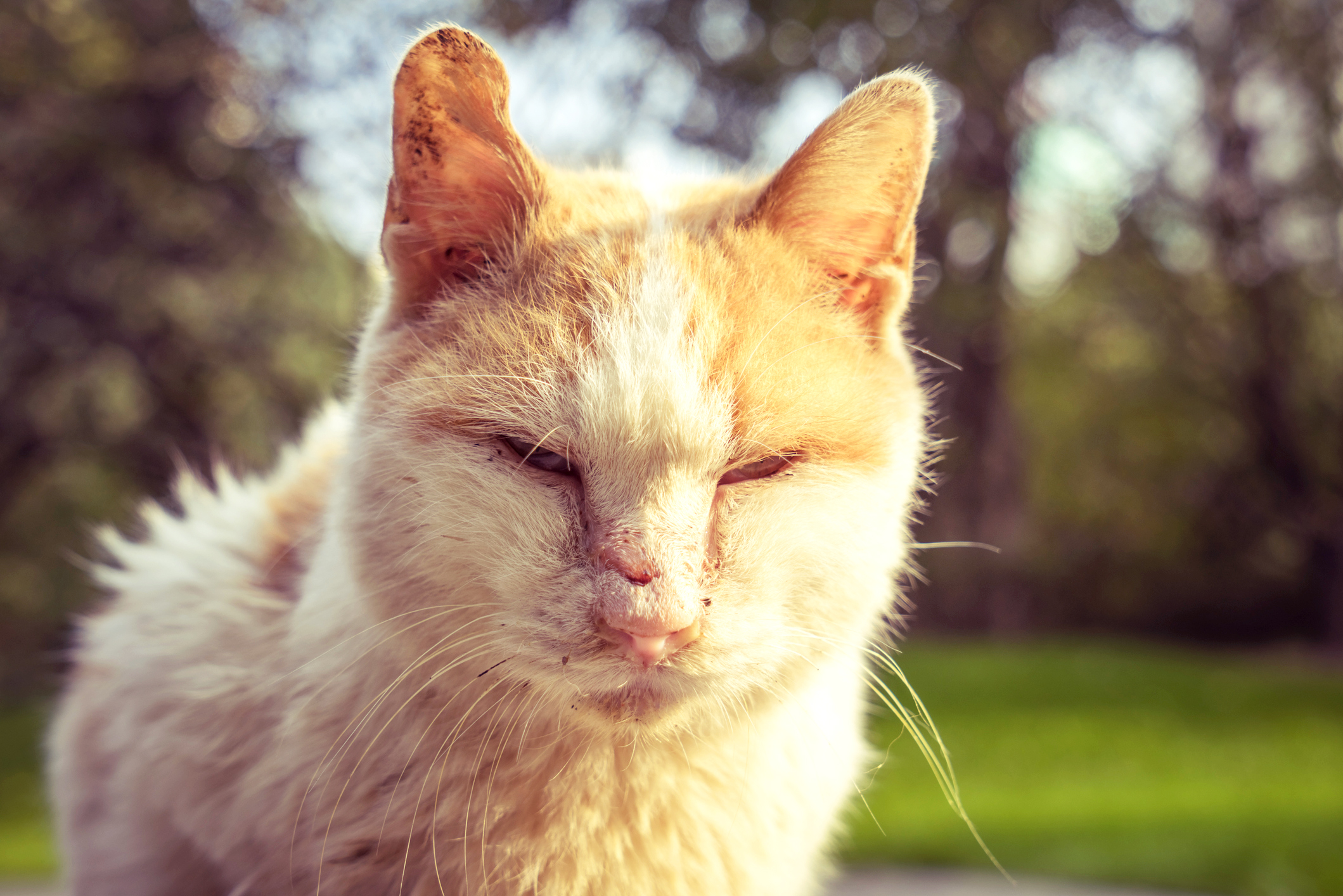 Causes Symptoms And Treatment Of Feline Mange Lovetoknow