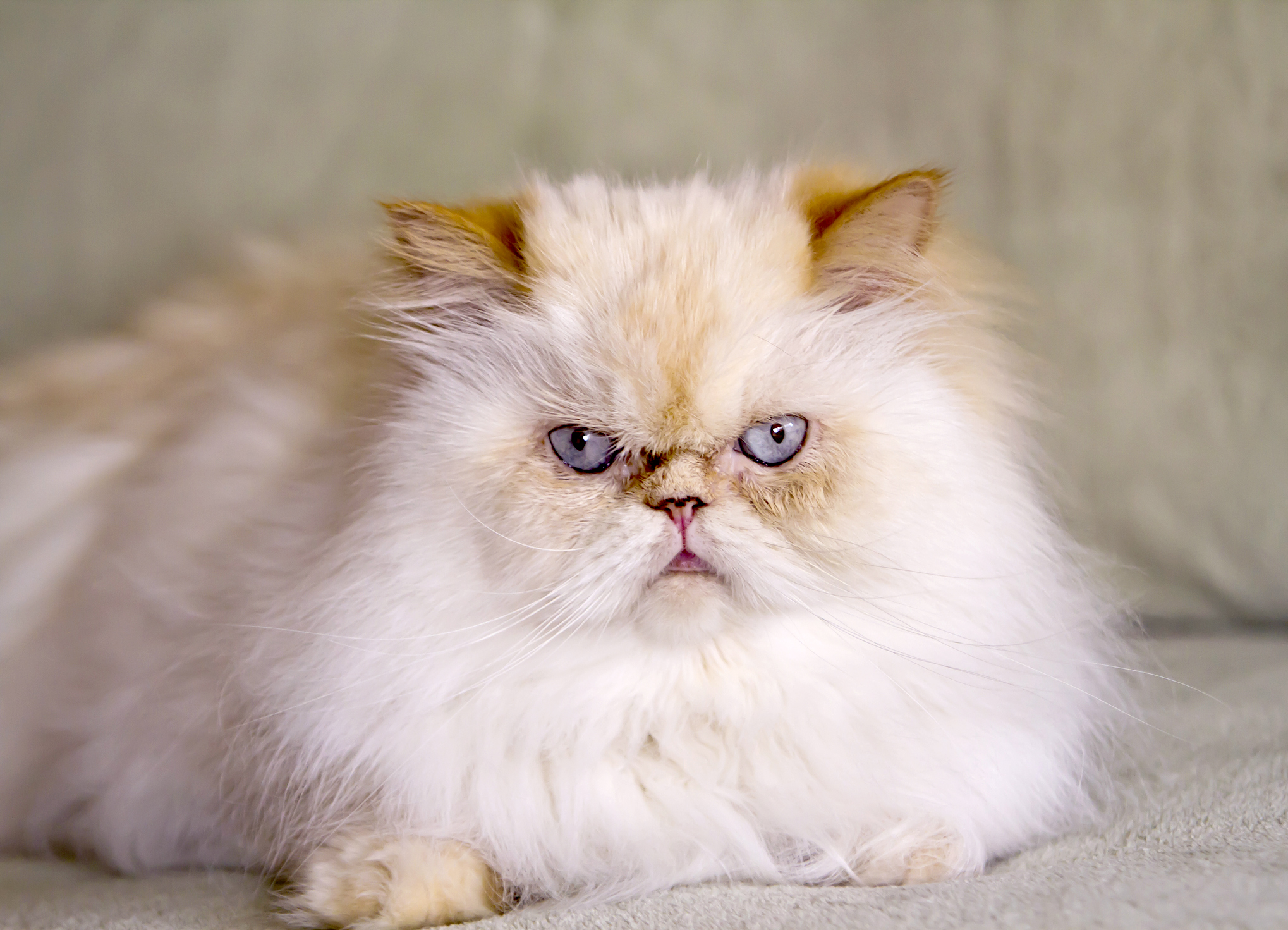 orange himalayan cat