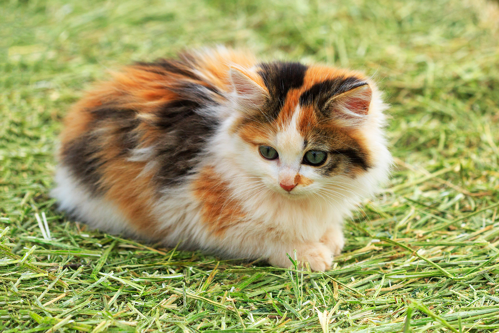 Attitudes of Calico Cats | LoveToKnow