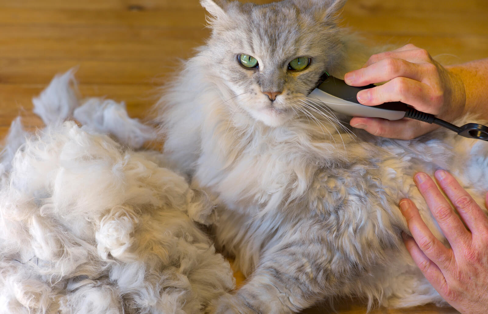 cat fur detangler