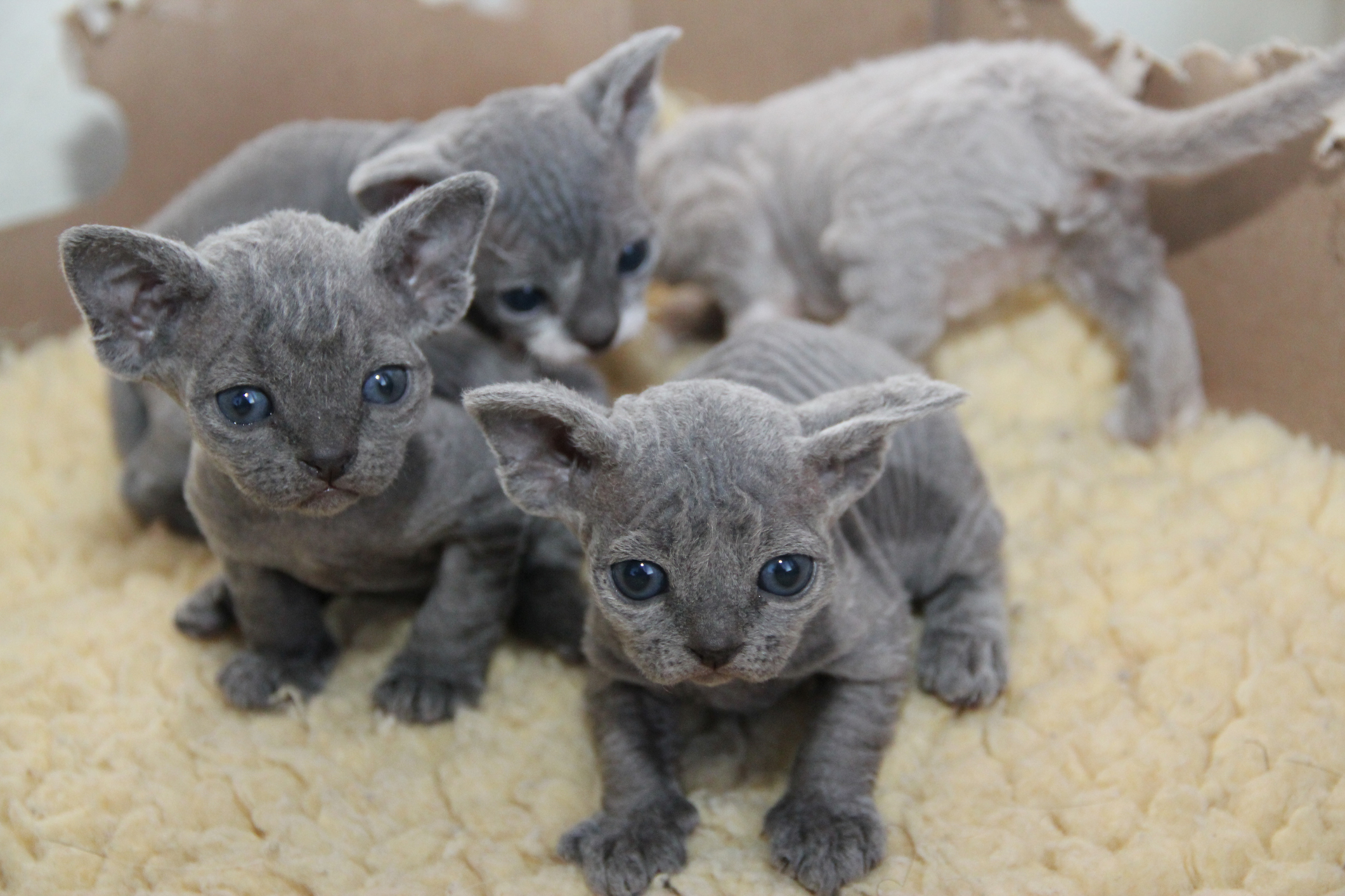Devon Rex
