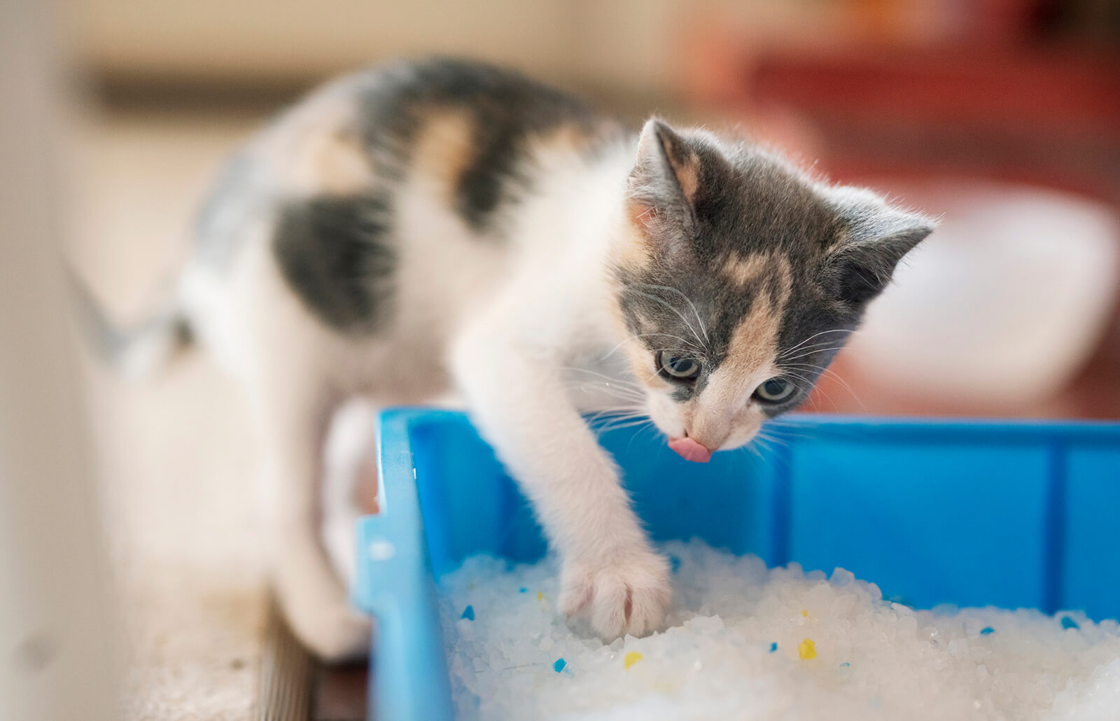 How Often Should Kittens Use The Litter Box Discount Sale, Save 50