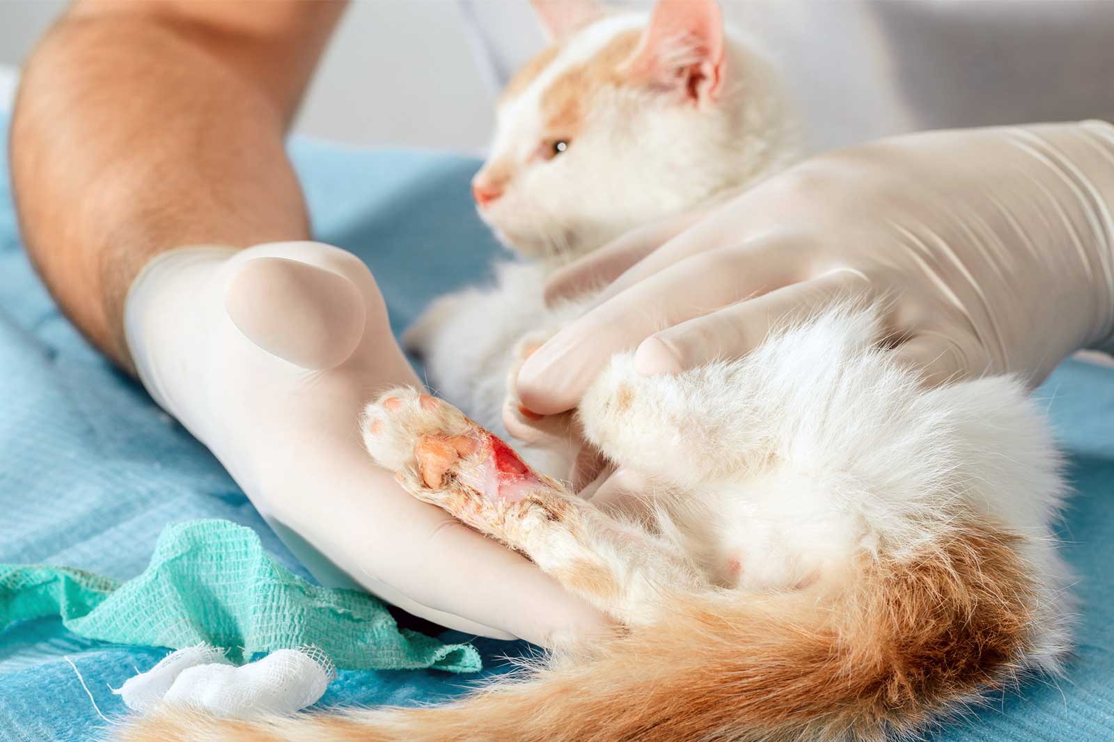Open Wound On Cat How To Treat Kathline Ludwig