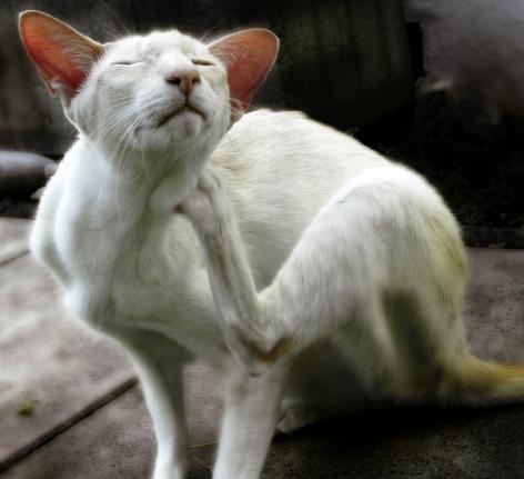 Health Concerns About Cats And Fleas Lovetoknow