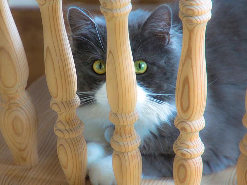 21 Cats Who Fail at Hiding LoveToKnow