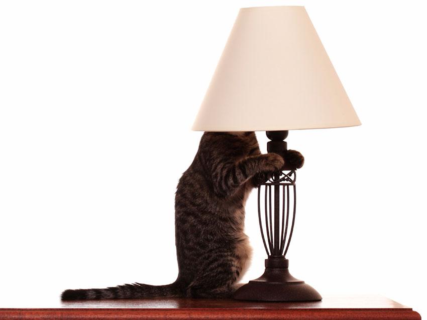Cats Who Fail At Hiding Lovetoknow Cat Hiding In Lamp Shade