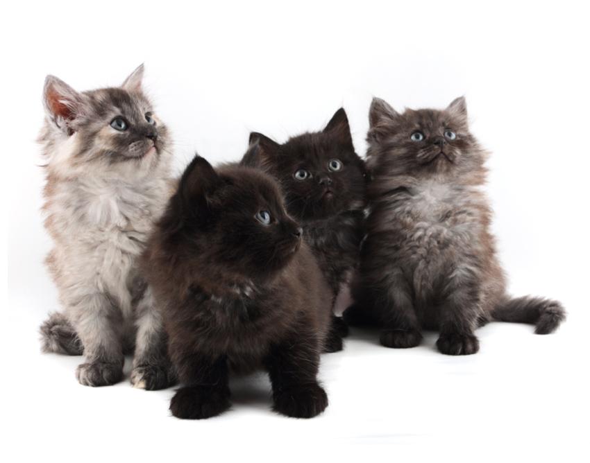 Pictures of Cute Fuzzy Kittens LoveToKnow