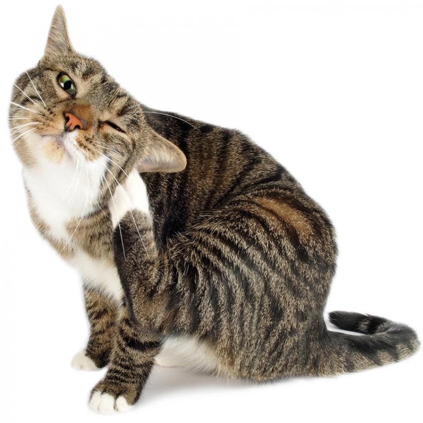 Cat Skin Problems You Shouldn’t Ignore LoveToKnow