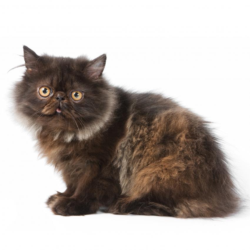 Irresistible Persian Cat Pictures LoveToKnow