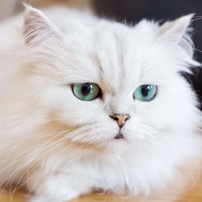Irresistible Persian Cat Pictures LoveToKnow