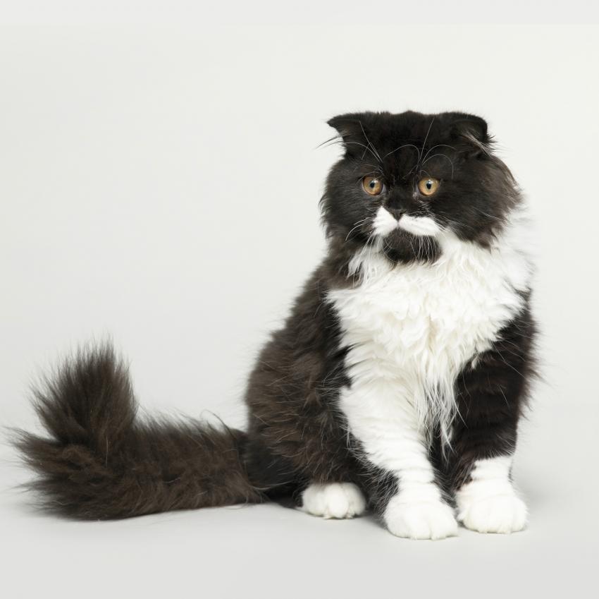 Irresistible Persian Cat Pictures LoveToKnow